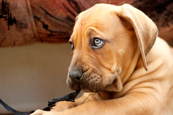 Animaux viraux